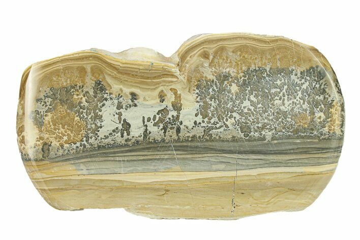 Triassic Aged Stromatolite Fossil - England #292063